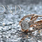 Gold Engagement Rings